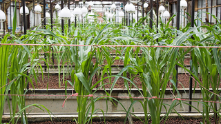 Corn Grown in Space Caves Could Be the Future of Farming